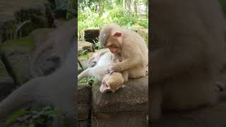 Best Relationship Macaque Groom Each Other.#shorts