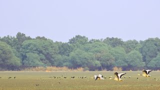 A Symphony of Migratory Birds and Wildlife Wonders/Keoladeo National Park/ Bharatpur Bird Sanctuary