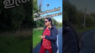 ഇത് ഇവിടെ ഫ്രീയായി കിട്ടും. Ireland malayalam vlog