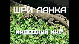 ШРИ ЛАНКА! ЖИВОТНЫЙ МИР!