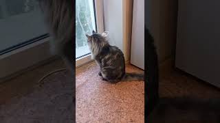 Общительный #мэйнкун выпрашивает #мясо 😻😸#cat #maincoon #meet #challenge