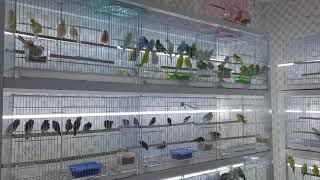 Birds Shop At Dubai Birds Market