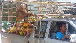 Самуи Сборщики кокосов в ноябре Thailand