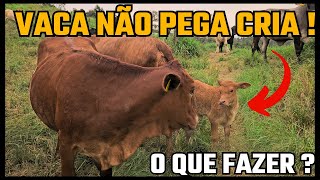 PORQUE SUAS VACAS NÃO PEGAM CRIA !!