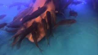 Fish Spa Reactions | Underwater