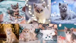 Top 40 Dpz Cute Cats Wallpapers dp ❤ / CuteCats Dp / Beautifull cats Photos Collections for dpz