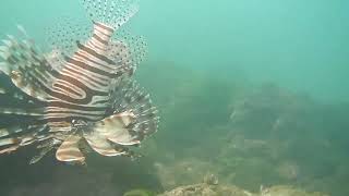 Tarkarli Deep Scuba diving Lions Fish 9021401376