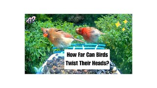 BirdCam: Birds hidden talent that makes your head spin