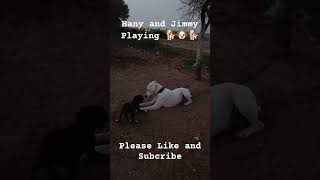 Hany and Jimmy Playing 🐶🐶🐕🐕