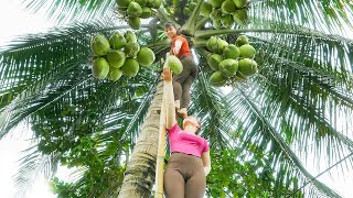 Harvesting Coconut Fruit Goes to the market sell - Flower planting | Tiểu Vân Daily Life