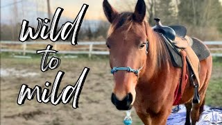 WILD to MILD: Mustang Falcon’s Journey