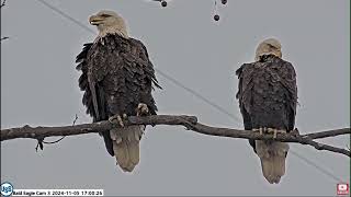 USS Bald Eagle Cam 2 & 3 on 11-5-24 @ 16:57 24V1 and Irv hang out on the bat branch