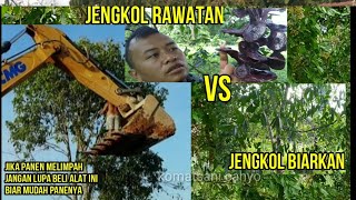 Merawat bunga jengkol vs membiarkan bunga