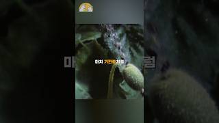 물총 오이의 기관총급 씨뿌리기 능력