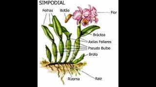 Como cuidar de orquideas apos a florada