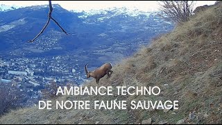 Ambiance Techno de notre Faune Sauvage - Hauteurs Mauriennaises