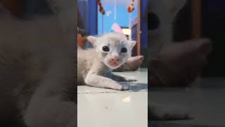 Meow #viral #catlover #cats #cat #shorts #short #reels #youtubeshorts #youtube #kitten #video #views