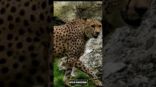 THE CHEETAH FULL VIDEO CHECK THIS CHANNEL #shorts