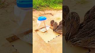 New Creative Amazing Trap // Quail Trap #shorts