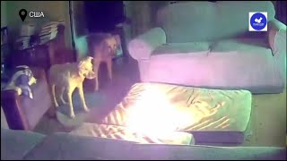 Dog Burns House Down While Playing With Power Bank in US