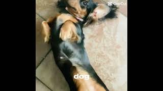 Wiener dog #wienerdog ￼￼#weeniedog #dachshund #funny #cute #love #trendingshorts #fyp #viral