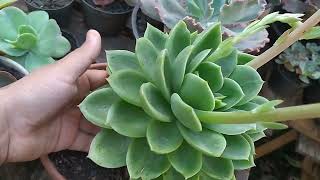 echeveria Gilva