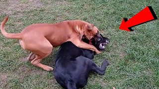 Esto pasa cuando un Gran labrador decide molestar a un Poderoso Boxer alemán