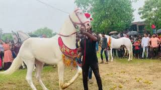 Mahadev ka varghoda | #horse #horsedance