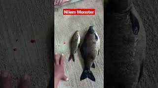 Ikan Nilem Size Monster #shorts