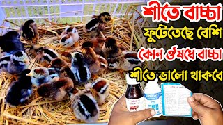 শীতে মুরগির বাচ্চা পালন পদ্ধতি ও চিকিৎসা || Murgir Bacca Palan || Nur Bhai