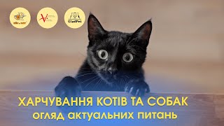 Захворювання репродуктивної системи собак та котів. Питання про кастрацію та стерилізацію