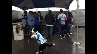 O  SAMBA NO PÉ DO CACHORRO