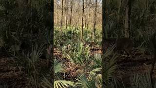 Nice Buck Stands His Ground Against Dog #hunting #deer #dog #shorts #buzzardbaitoutdoors #outdoors