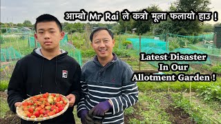 DISASTER IN THE ALLOTMENT GARDEN | Allotment Update & Harvest | Gardening Vlog | Nepali Family UK