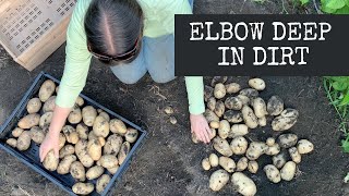 Up to our ELBOWS in dirt - Potato harvest day