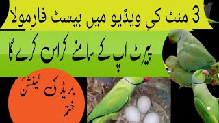 sirf 3 chijon ka istemal aur Samne cross Karen / ringneck breeding tips / Urdu Hindi