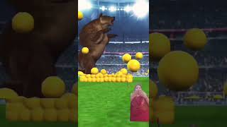 Bear a satisfying video with yellow balls shorts #asmr #animal #bear #youtube #fwm 🥎🥎🥎