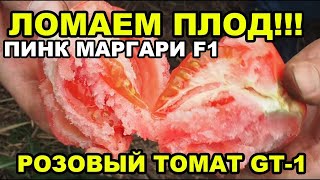 Оценка внутренней структуры плода розового томата ПИНК МАРГАРИ F1 (ДЖИТИ-ИР1)