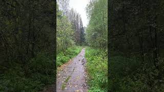 Дождь застал в лесу #shorts #vlog #forest #rain