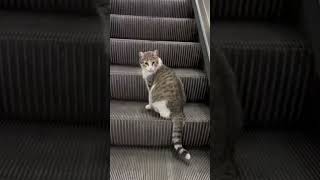 intelligent Cat # used # Elevators #shorts