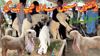 Sale all the sheeps with in 2 hours in market |Cheap rates of kajla sheeps