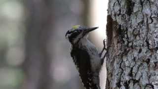 Finnish Three-toed Woodpeckers' Home Forest