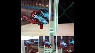 Compilation my BETTA sales vol 3