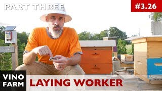 Laying Worker... Now What? - PART 3