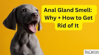 How to Get Rid of Dog Gland Smell on Furniture