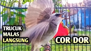 trucukan gacor TARUNG EMOSI BUAT pancingan trucukan agar bunyi JADIKAN burung trucukan gacor ropel