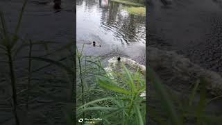 Catching a little baby 🐥 duck 🦆 #very #fast #swimming #skills #on #small #age #beautiful #baby #duck