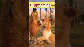 dog eats honey #shorts #ytshorts #trending #short #viral #youtubeshorts