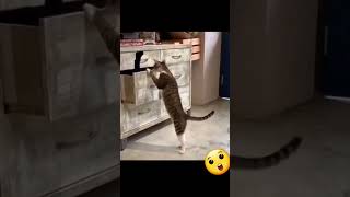 Naughty cat | Cute | Jahil 😅 #shorts #short #trending #tiktok #viral #youtubeshorts #youtube #cute