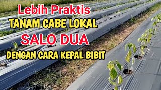 LEBIH PRAKTIS ‼️Cara  Tanam Cabe Lokal Salo Dua Dengan Pengepalan Bibit